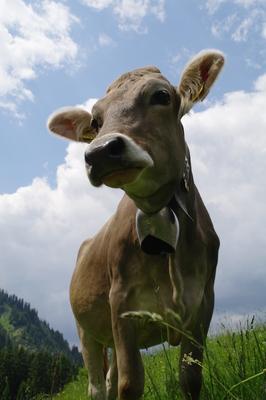 Allgäuer Braunvieh auf Wiese, Obersdorf, Bavaria