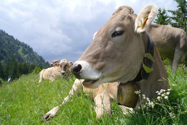 Allgäuer Braunvieh auf Wiese, Obersdorf, Bavaria