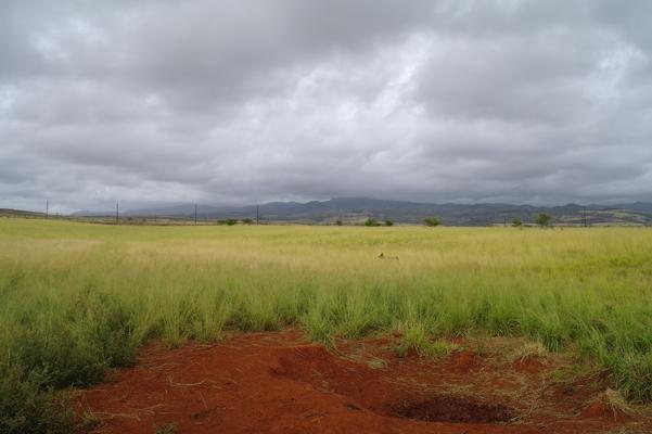 Lush pasture land... red soil... gray skies and mountains make for a beautiful landscape...