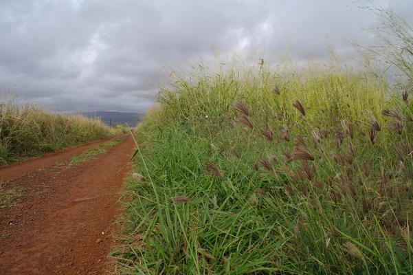 In the tropics the jungle reclaims everything...the grass will grow until the road completely disappears if not mowed regularly. The contrast of clouds, rich red soil and green is striking... 