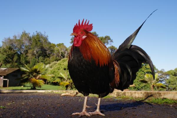 ❤️Hawaiian rooster... the king of his domain... the roosters and hens wander everywhere on the island of Kauai. These roosters display vivid and beautiful colors and crow around the clock...