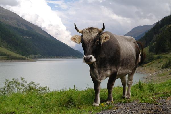 Tiroler Braunvieh, Kaunertal, Tirol, Austria, Kuh, Pitztaler Gletscher