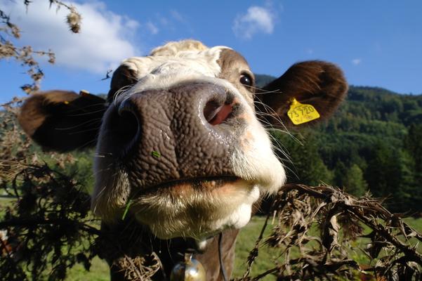 Simmentaler Fleckvieh auf Wiese, Bavaria