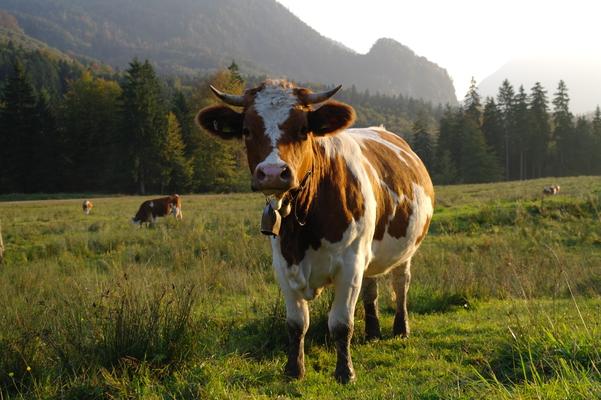 Simmentaler Fleckvieh auf Wiese, Bavaria