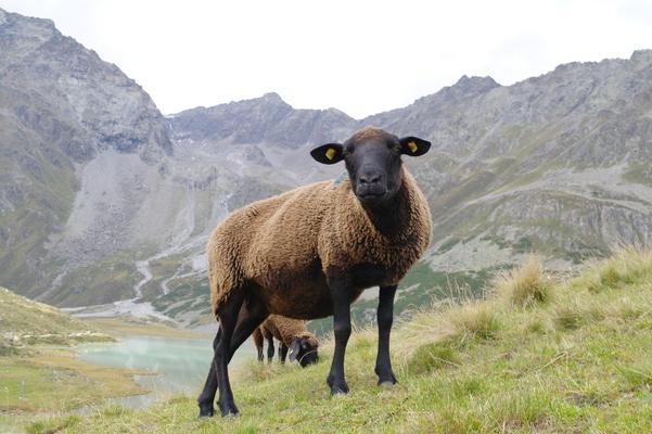 Braunes Tiroler Bergschaf mit Blick auf Rifflsee, ( 1682m) ein typischer Moränenstausee im Kaunergrat, Pitztal, Ötztaler Alpen, Tirol, Austria, 