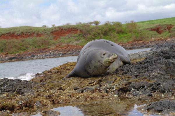 Hawaiian wildlife refuge protects the seals
Adult monk seal with some marks shark bites.