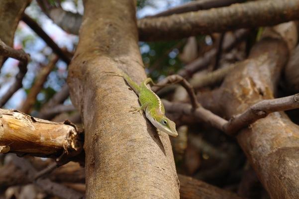 Hawaii Green Anole will turn yellow after it feeds.
He is resting on the branch of a plumeria tree...waiting for some food to come by...