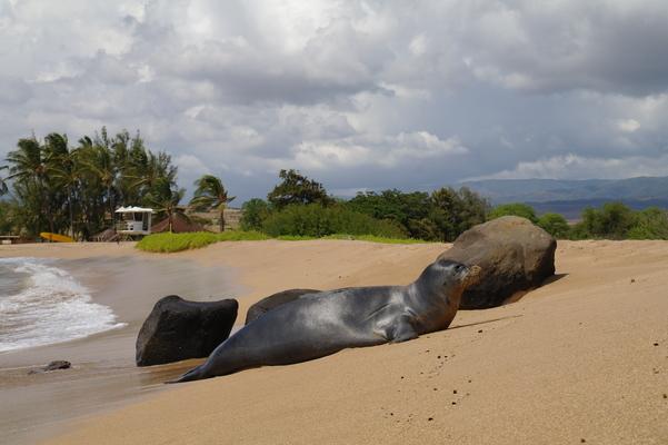 Salt Pond Beach hawaii monk seal 