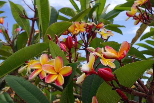 beautyful color plumeria, hawaii plant with passionate smell, Kauai