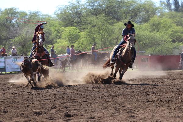 Waimea town celebration rodeo 2018, Hawaii, paniolo, cow, cattle, Kauai