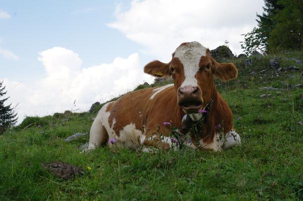 Simmentaler Fleckvieh auf Wiese, Rind,  Bavaria