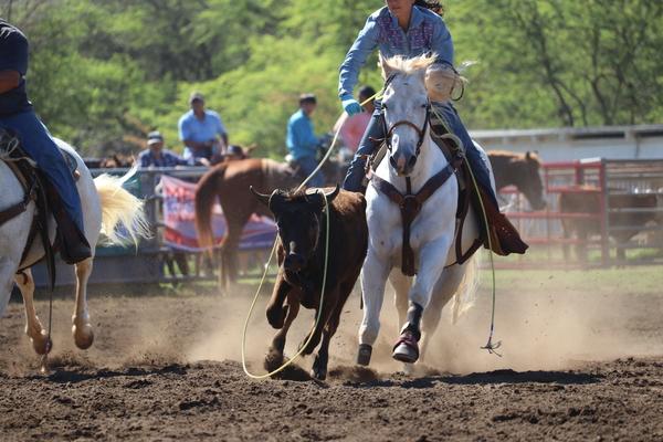 Waimea town celebration rodeo 2018, Hawaii, paniolo, cow, cattle, Kauai