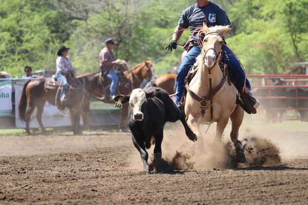 Waimea town celebration rodeo 2018, Hawaii, paniolo, cow, cattle, Kauai