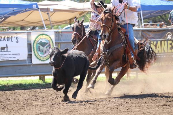 Waimea town celebration rodeo 2018, Hawaii, paniolo, cow, cattle, Kauai