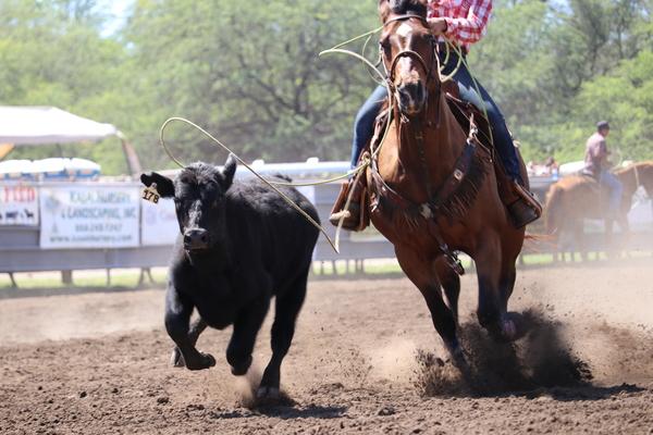 Waimea town celebration rodeo 2018, Hawaii, paniolo, cow, cattle, Kauai