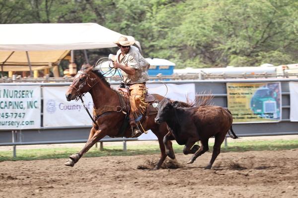 Waimea town celebration rodeo 2018, Hawaii, paniolo, cow, cattle, Kauai