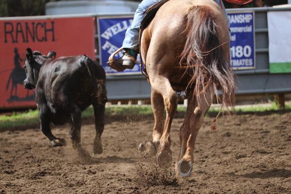 Waimea town celebration rodeo 2018, Hawaii, paniolo, cow, cattle, Kauai