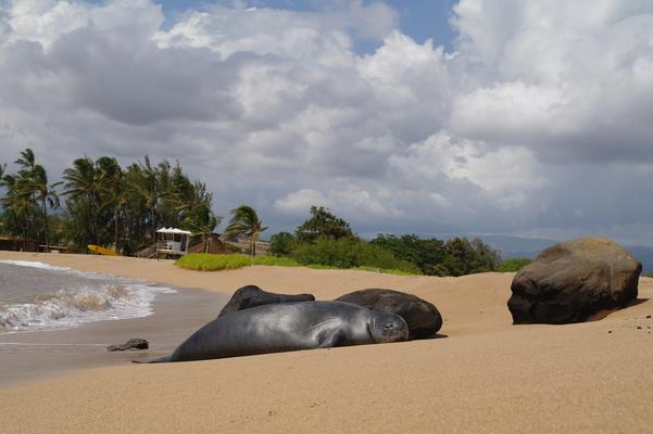 Hawaiian monk seal