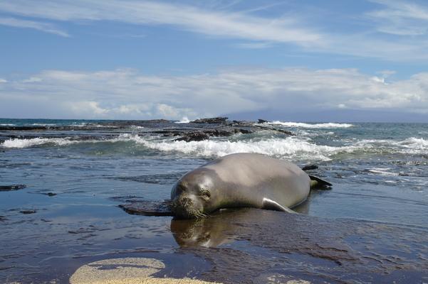 Hawaiian monk seal