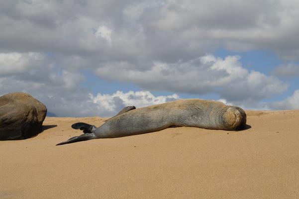 Hawaiian monk seal