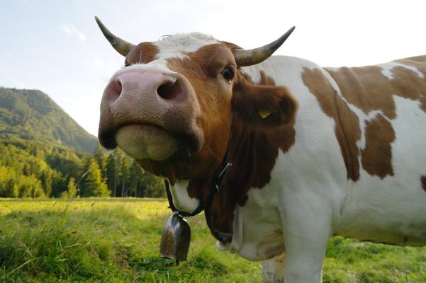 Simmentaler Fleckvieh auf Wiese, Rind,  Bavaria