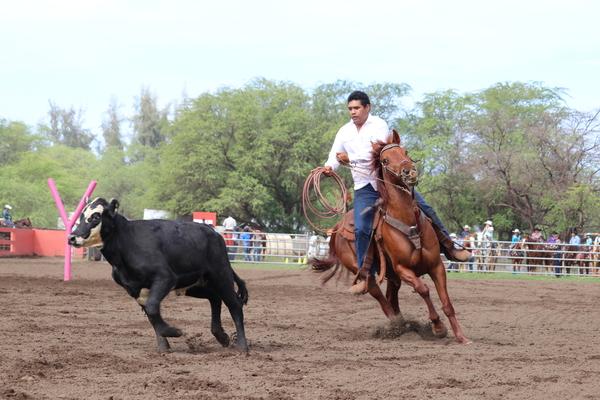 Waimea town celebration rodeo 2018, Hawaii, paniolo, cow, cattle, Kauai