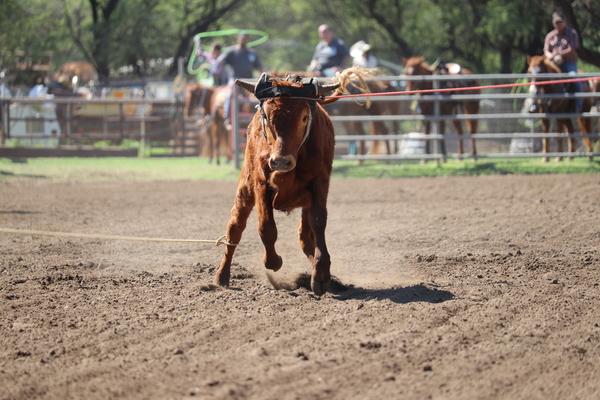 Waimea town celebration rodeo 2018, Hawaii, paniolo, cow, cattle, Kauai, keiki