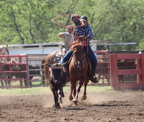 Waimea town celebration rodeo 2018, Hawaii, paniolo, cow, cattle, Kauai, keiki