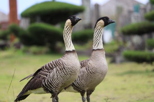 Nene, hawaiian goose, Hawaii, Kauai 