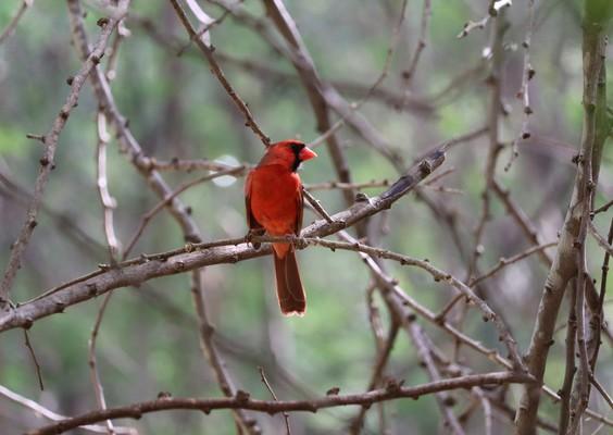 red cardinal, Northern cardinal , cardinalis cardinalis, common cardinal, hawaii, kauai, pakalas found