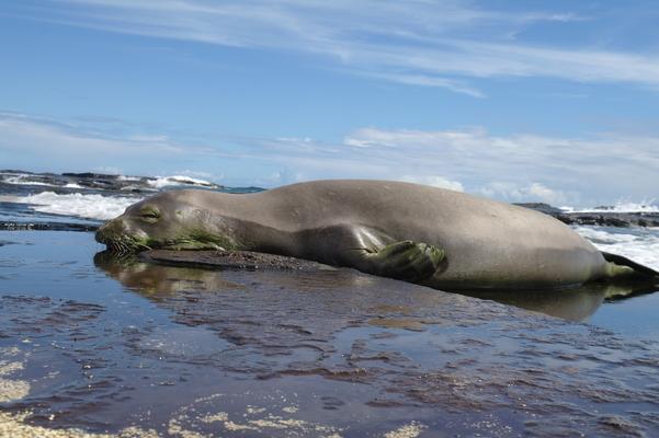 hawawaiian monk seal resting at the beach after a hunting night, 