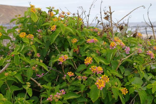 Niihau colorful flowers in yellow and purple


