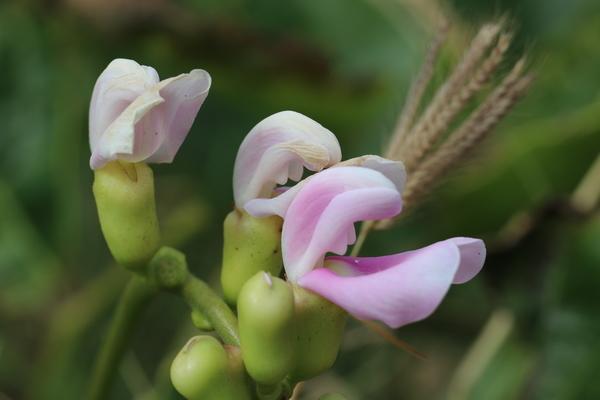 Hawaiian Islands Kauai incredible orchid