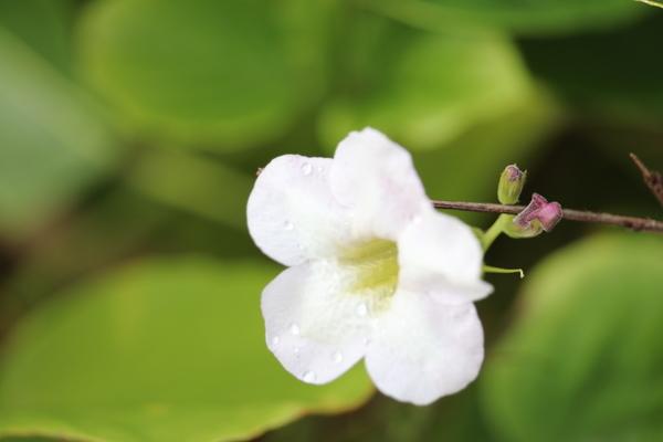 Hawaii Kauai wonderful white flower
