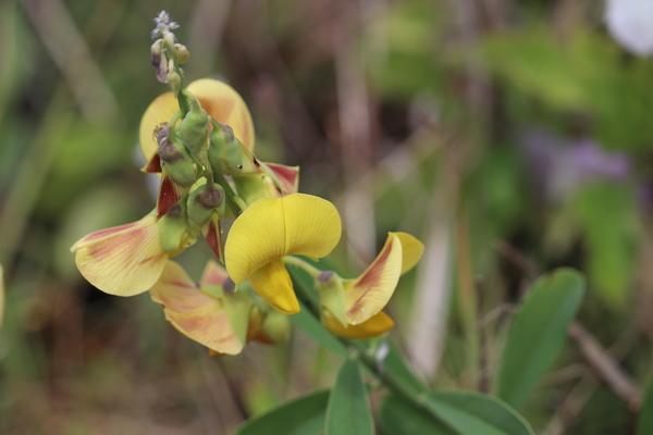 Hawaii Kauai yellow flower orchid