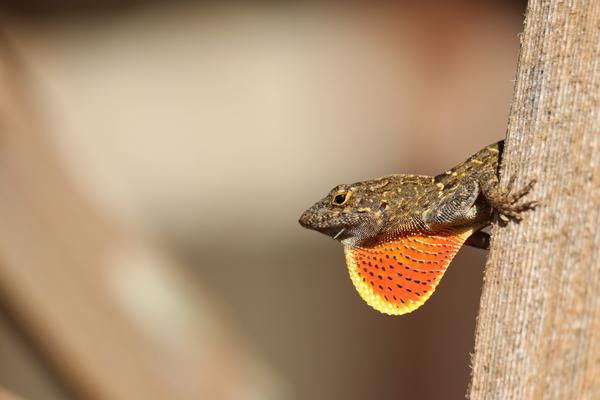 Hawaii Kauai bahamaanolis , anolis sagrai 
This male has a strongly pronounced throat pouch and is imposing a female.