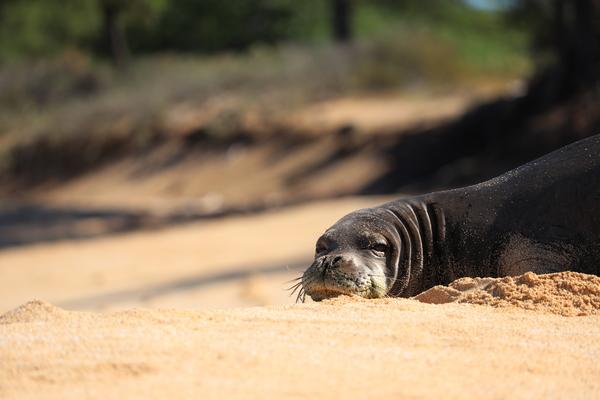 Hawaii Kauai Niihau hawaiian monk seal 