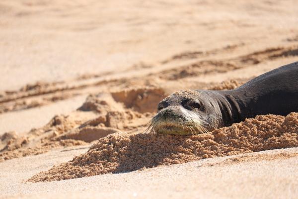 Hawaii Kauai , Niihau hawaian monk seal like to eat fish