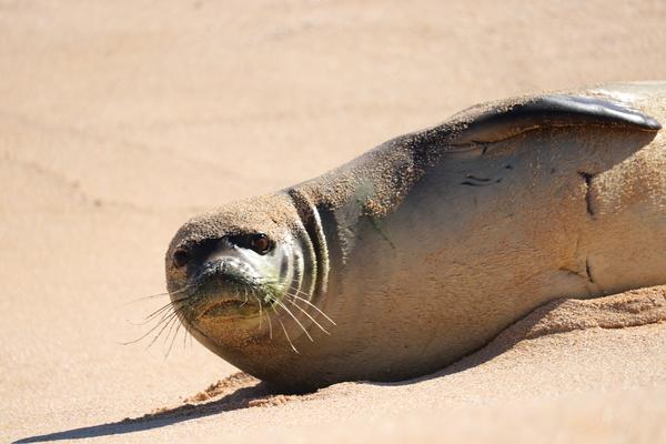 How many monk seals are left in the world ?