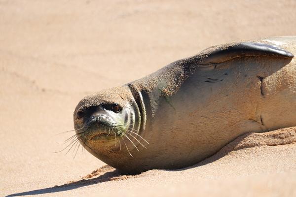 Hawaii Kauai , Niihau hawaiian monk seal