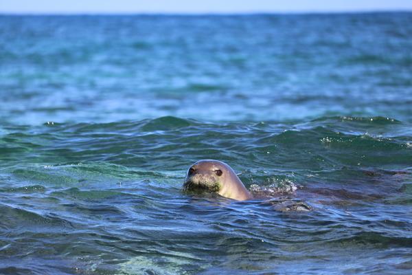 hawaii, Kauai hawaiian monk seal
