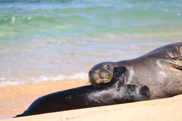 Hawaii Kauai hawaiian monk seal with her pup