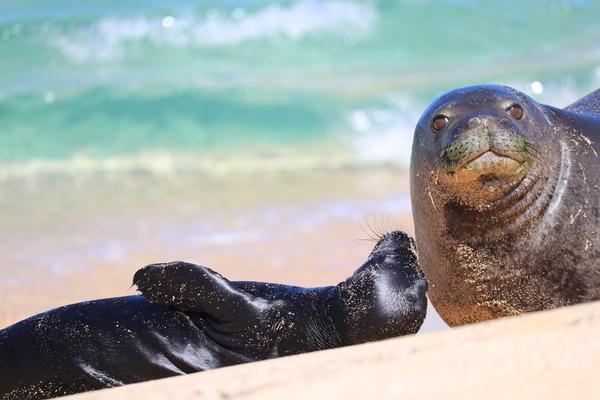 Hawaii Kauai hawaiian monk seal with here pup.
ocean conservation helps this native hawaiian neomonachus schauinsland tropical seal to protect. 