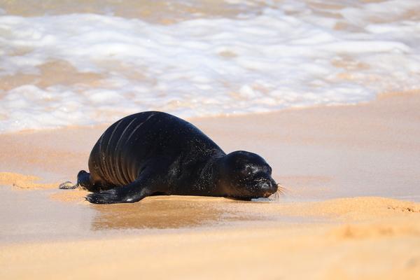 Hawaii Kauai hawaiian monk seal pup