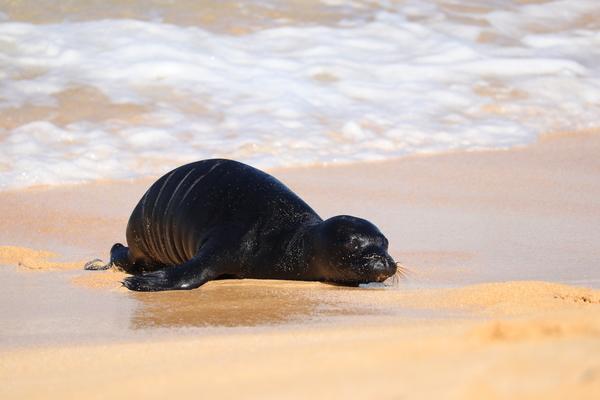 Hawaii Kauai hawaiian monk seal pup
Niihau's Gentle Guardians: The Endangered  Hawaiian Monk Seal of the Sacred Ocean