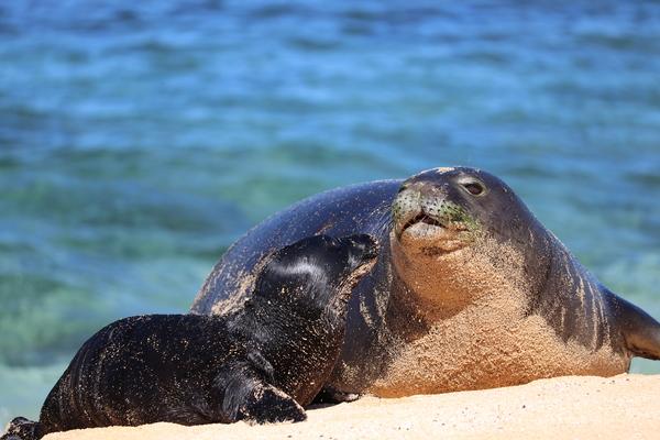 Hawaii Kauai , hawaiian monk seal with pup.Hawaiian monk seal is one of the most endangered seal species of the world.