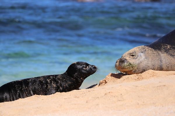 Hawaii Kauai niiihau , Hawaiian monk seal (Monachus Schauinslandi)mother monk seal spends 5-6 weeks with here pup and don’t eat in this time. So she last a lot of weight in this time.