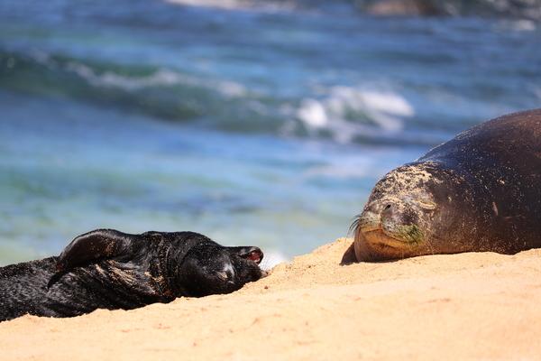 Hawaii Kauai hawaiian monk seal ( Monachus schauinslandi) mother with here pup. The pup likes to play but mum likes to rest and sleep.