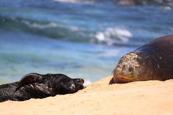 How rare is it to see a hawaiian monk seal in hawaii ?
 Encountering a hawaiian monk seal is very special and increasingly possible particulary on the island of Kauai. Have your space to this beautiful seal when you spot one