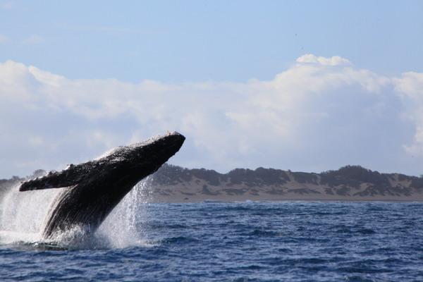 Hawaii , Kauai humback whale jumping right in front of polihale beach.
Humback whale come to Hawaii warm water every year in the winter to mate and give birth. You can see them breath , jump and sometimes you can hear their singing.